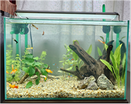 水槽屋アクアリウムわかばのアクアリウムレンタル