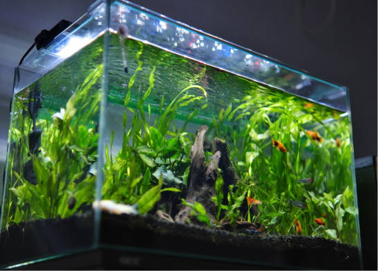 インテリアでオシャレなアクアリウムレンタル