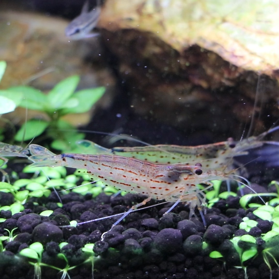 ヤマトヌマエビ