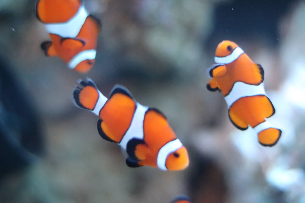 カクレクマノミ