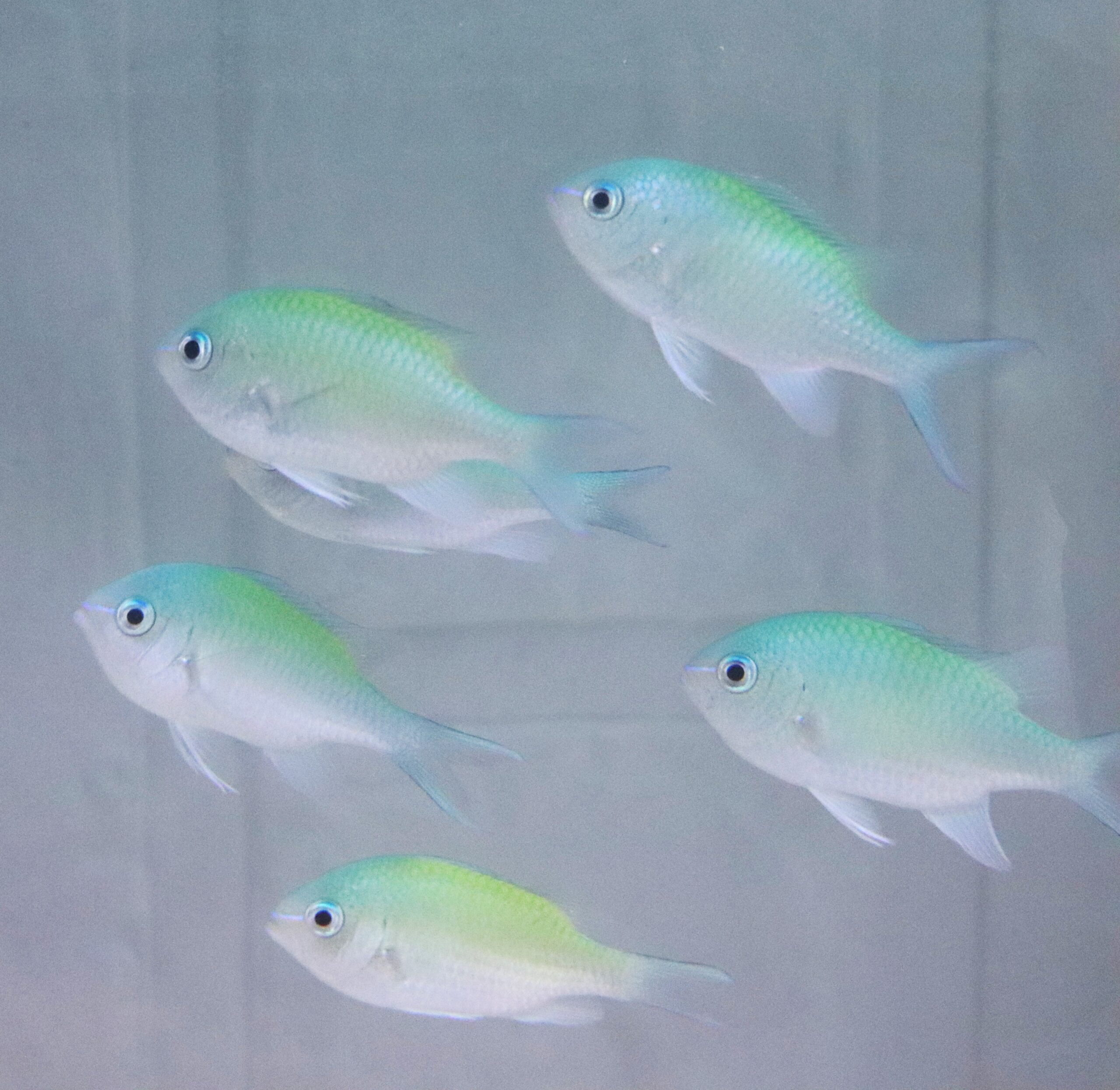 デバスズメダイ