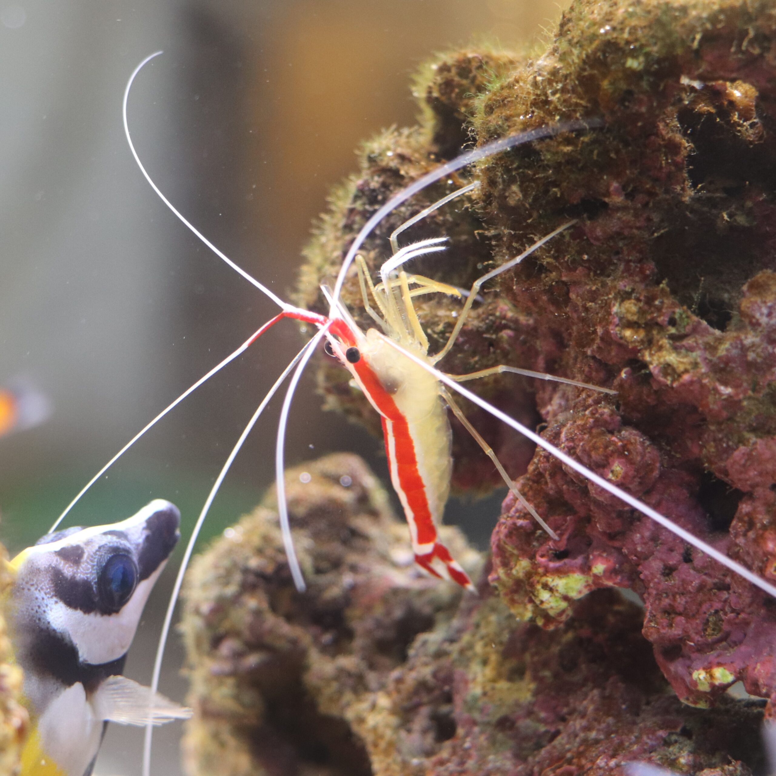 スカンクシュリンプ