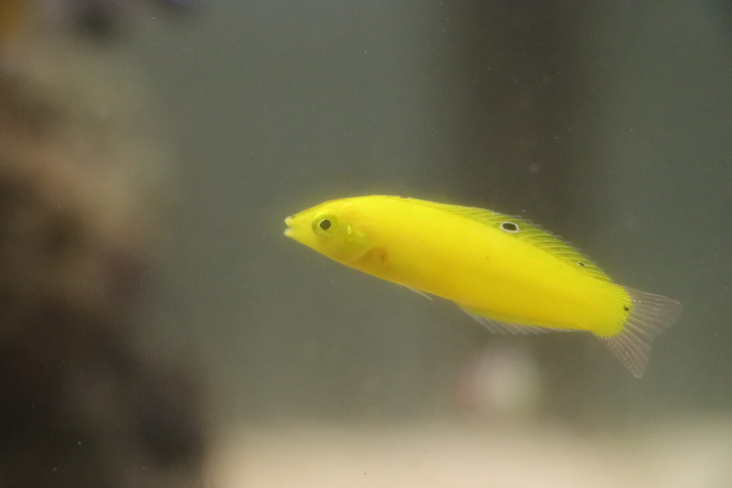 イエローコリス