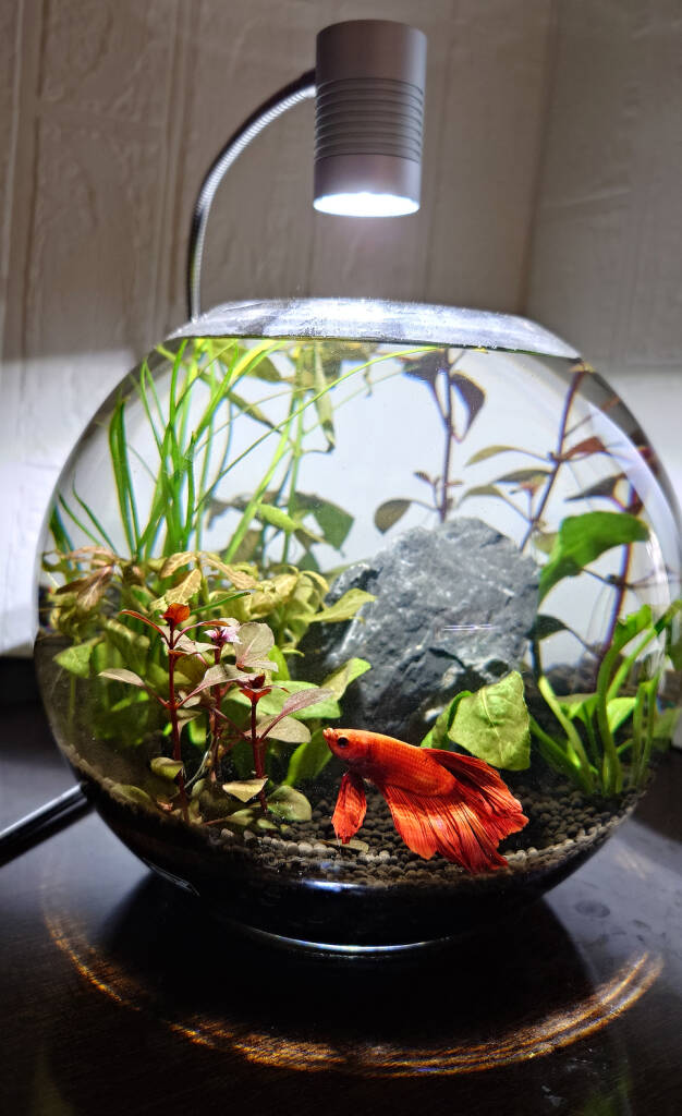 ボトルアクアリウム