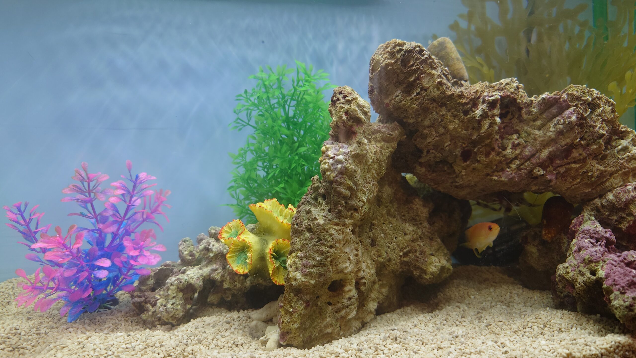 水槽屋アクアリウムわかばのアクアリウムレンタル