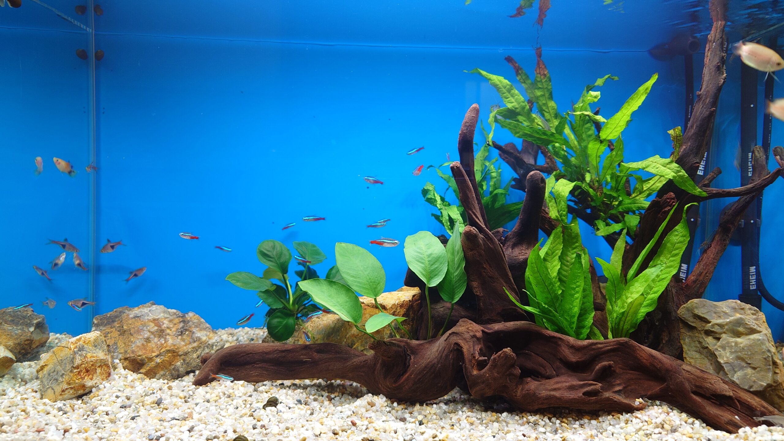 水槽屋アクアリウムわかばのアクアリウムレンタル