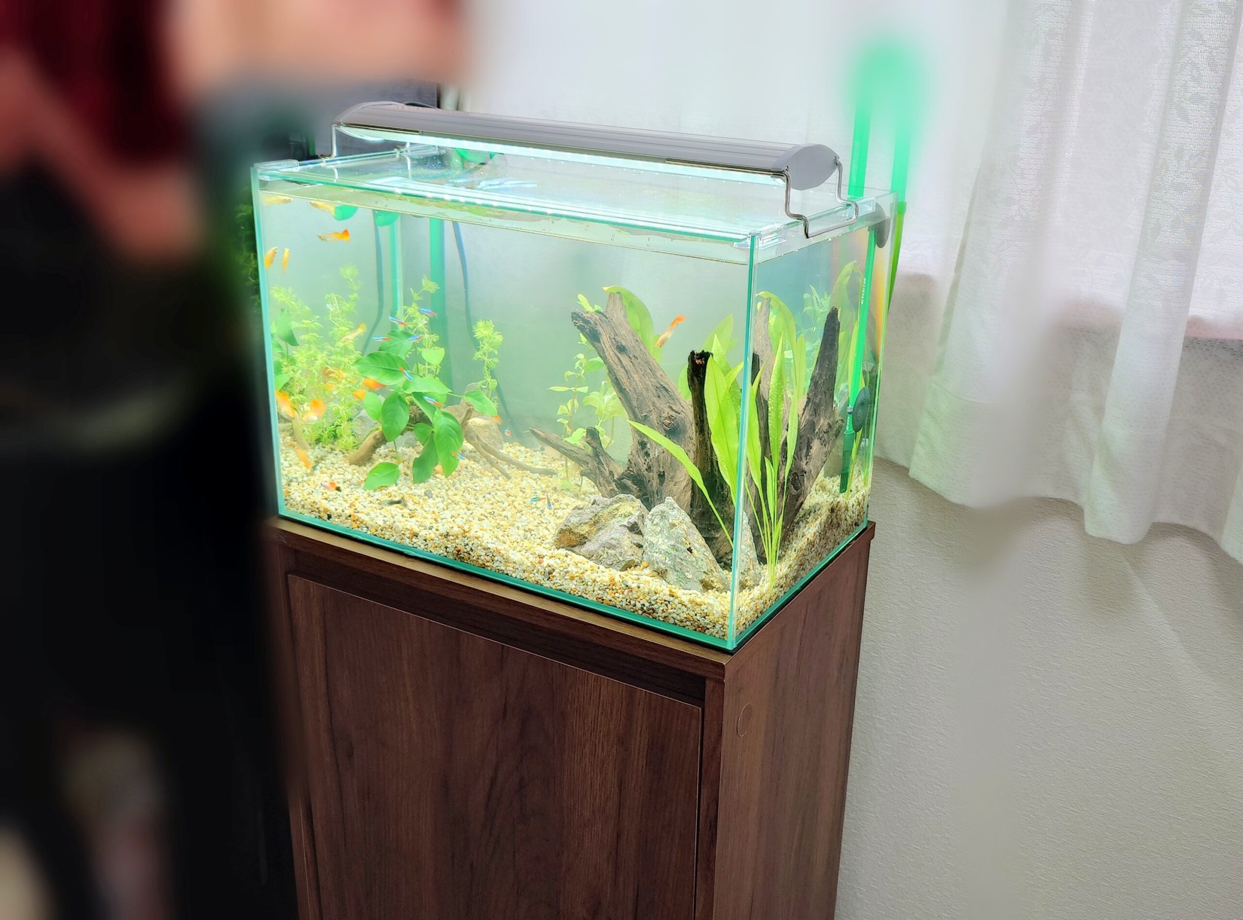 水槽屋アクアリウムわかばのアクアリウムレンタル