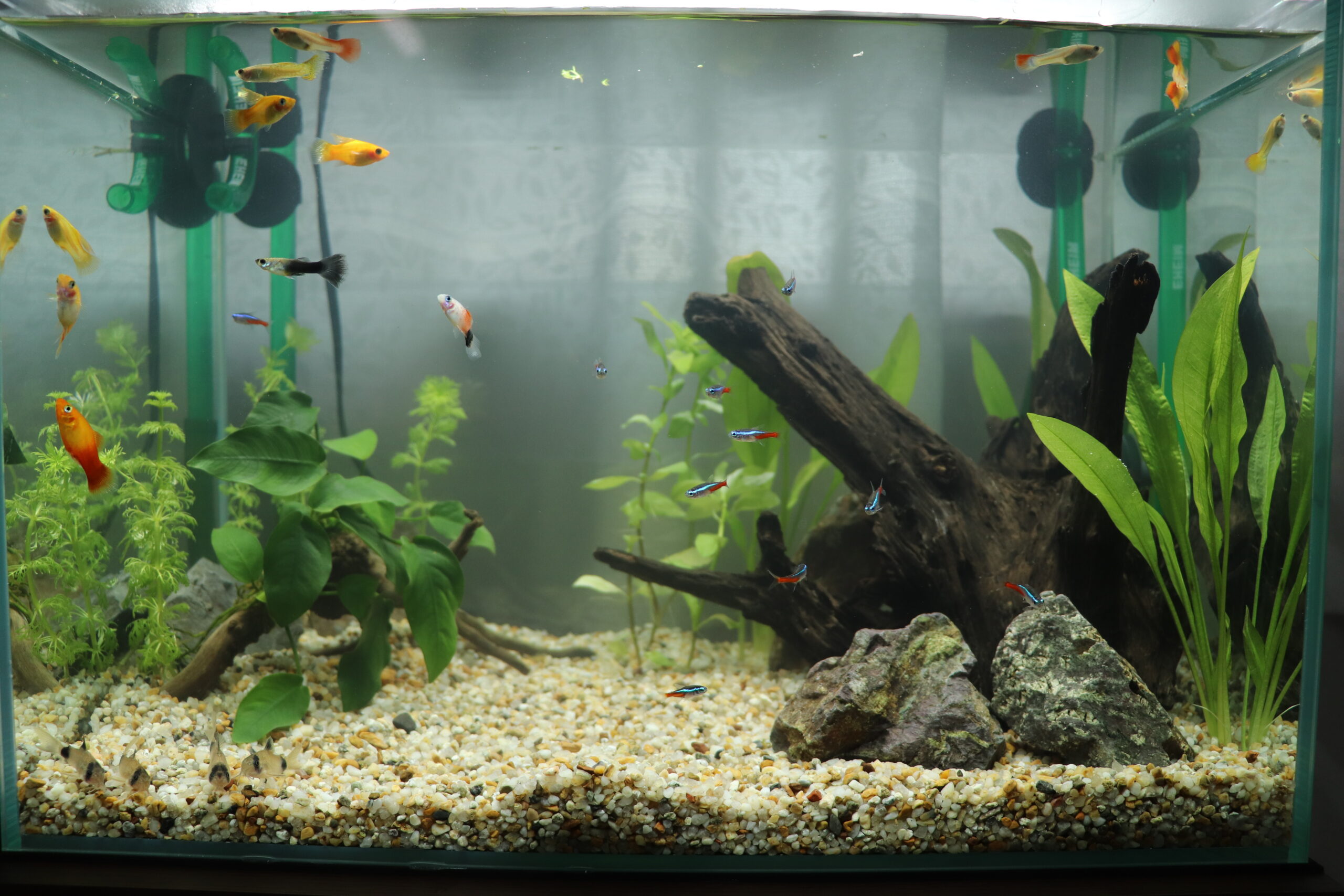 水槽屋アクアリウムわかばのアクアリウムレンタル