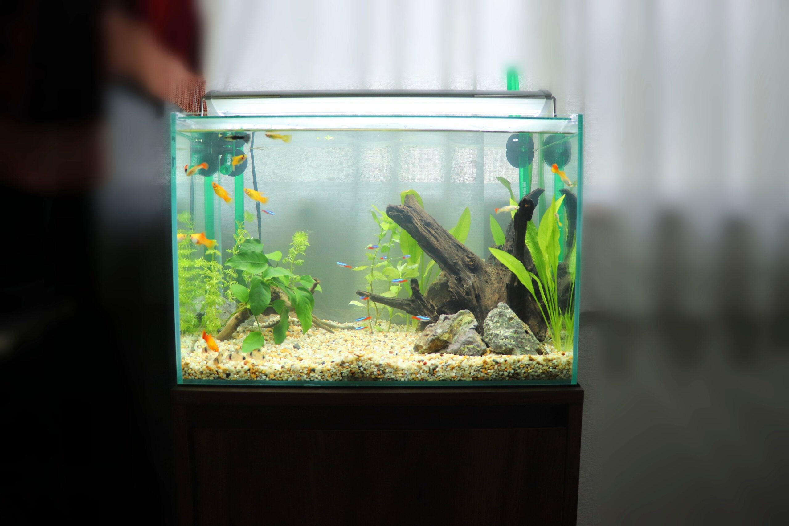 水槽屋アクアリウムわかばのアクアリウムレンタル