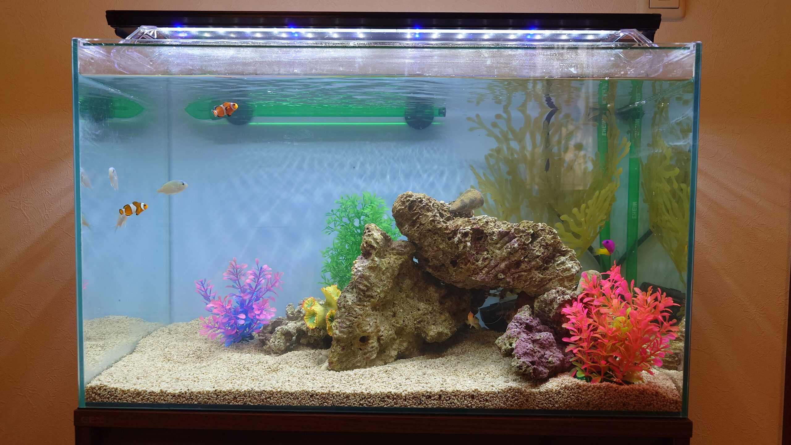 水槽屋アクアリウムわかばのアクアリウムレンタル