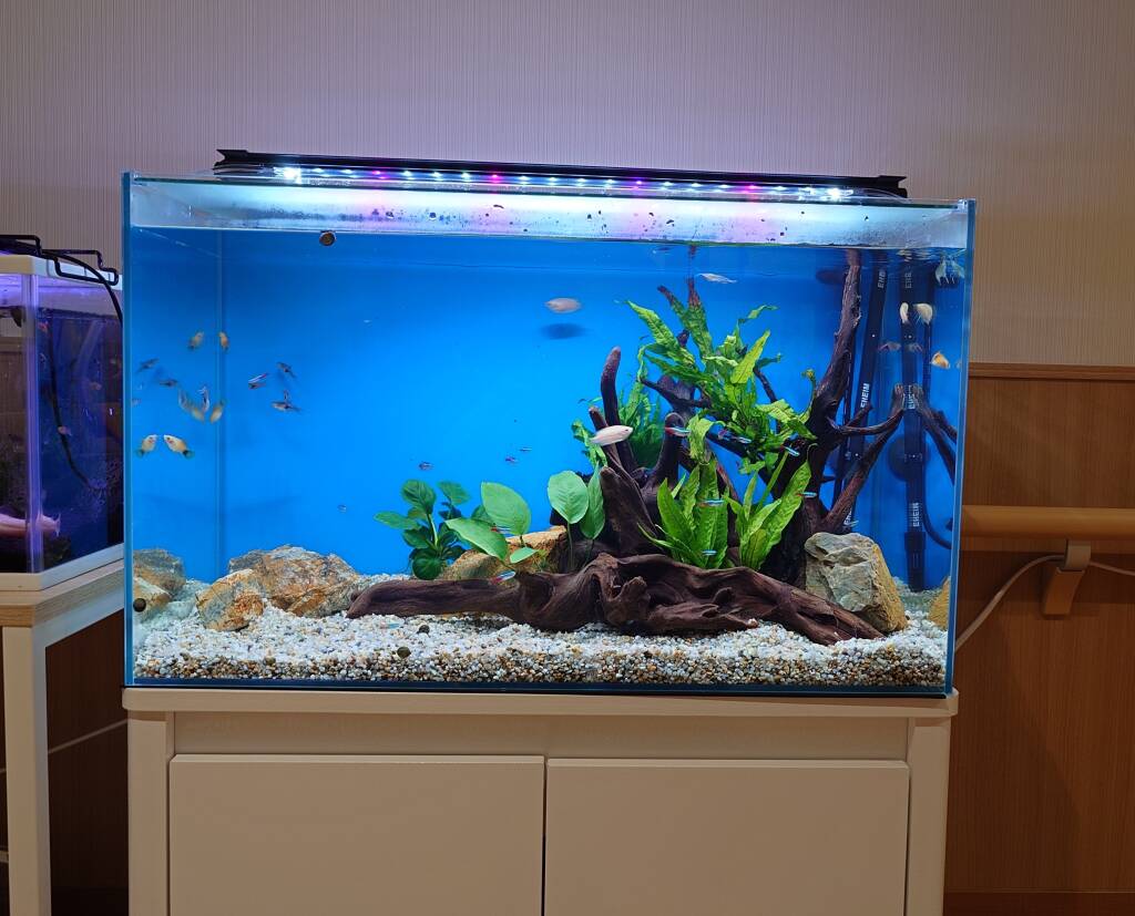 水槽屋アクアリウムわかばのアクアリウムレンタル