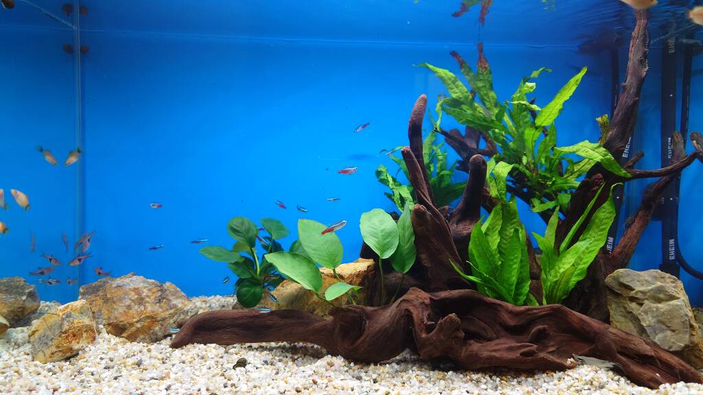 水槽屋アクアリウムわかばのアクアリウムレンタル