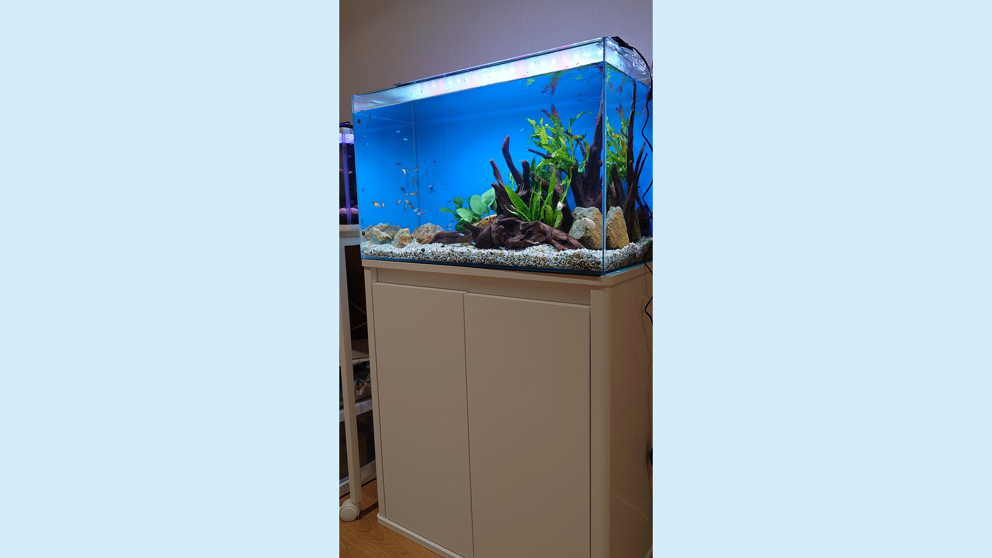 水槽屋アクアリウムわかばのアクアリウムレンタル