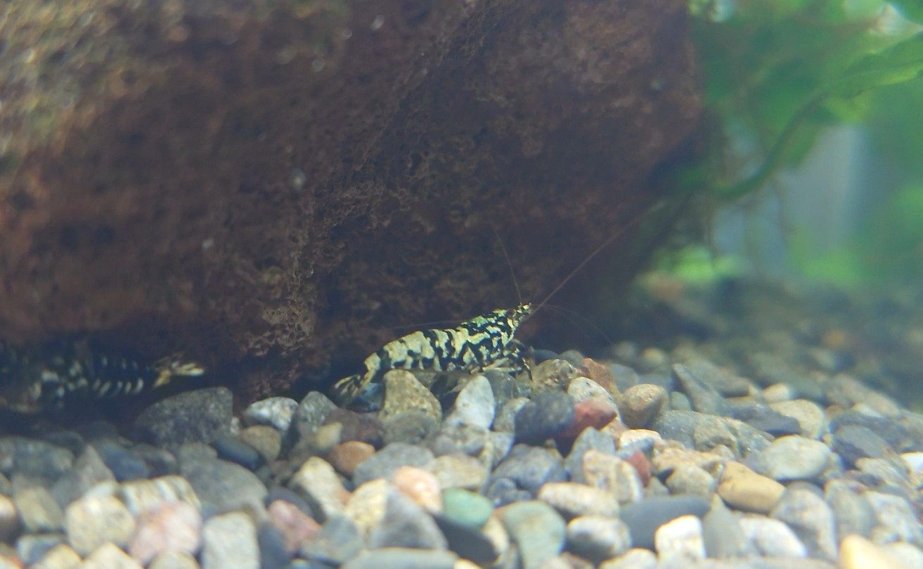 水槽屋アクアリウムわかばのアクアリウムレンタル