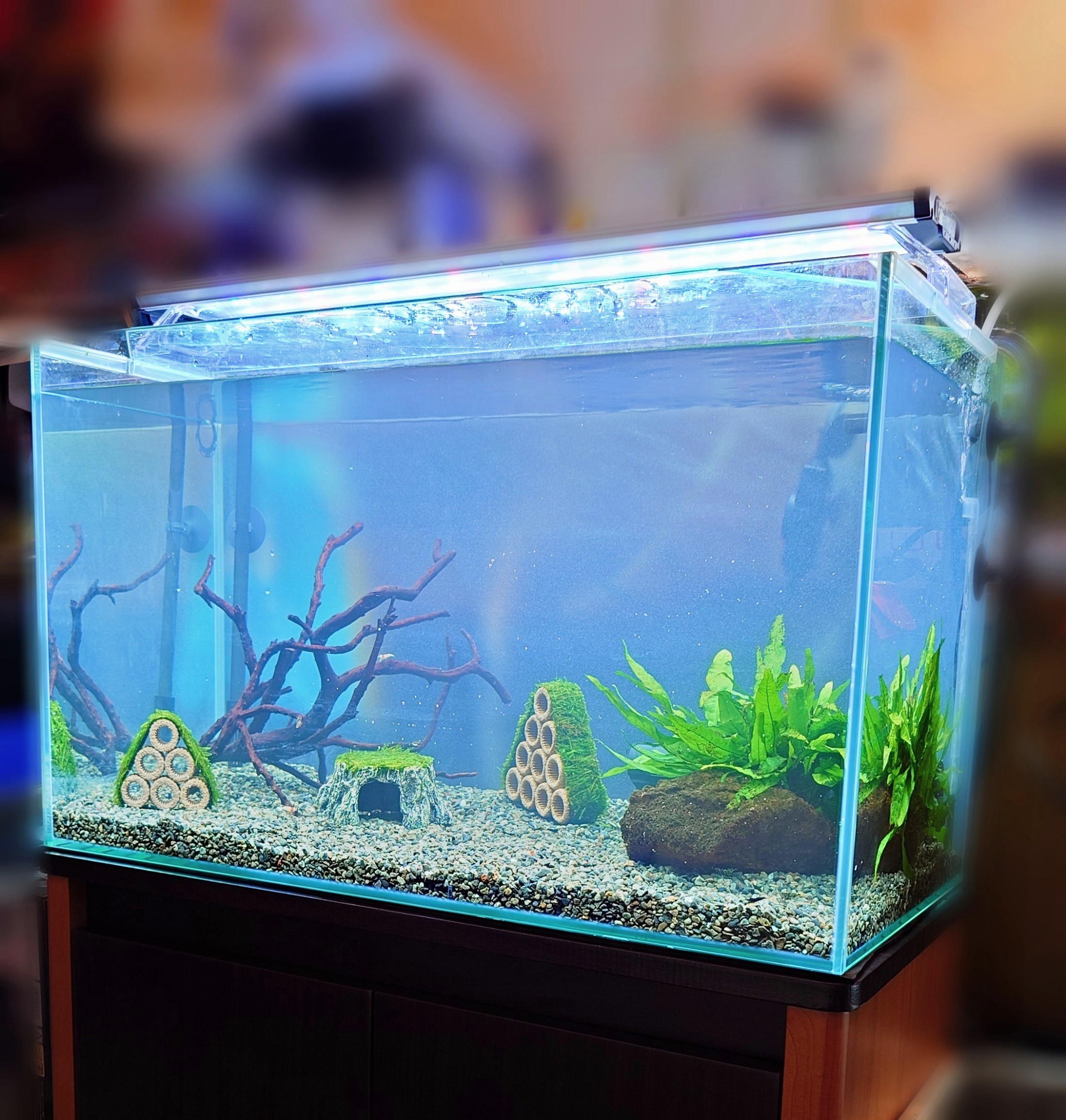 水槽屋アクアリウムわかばのアクアリウムレンタル