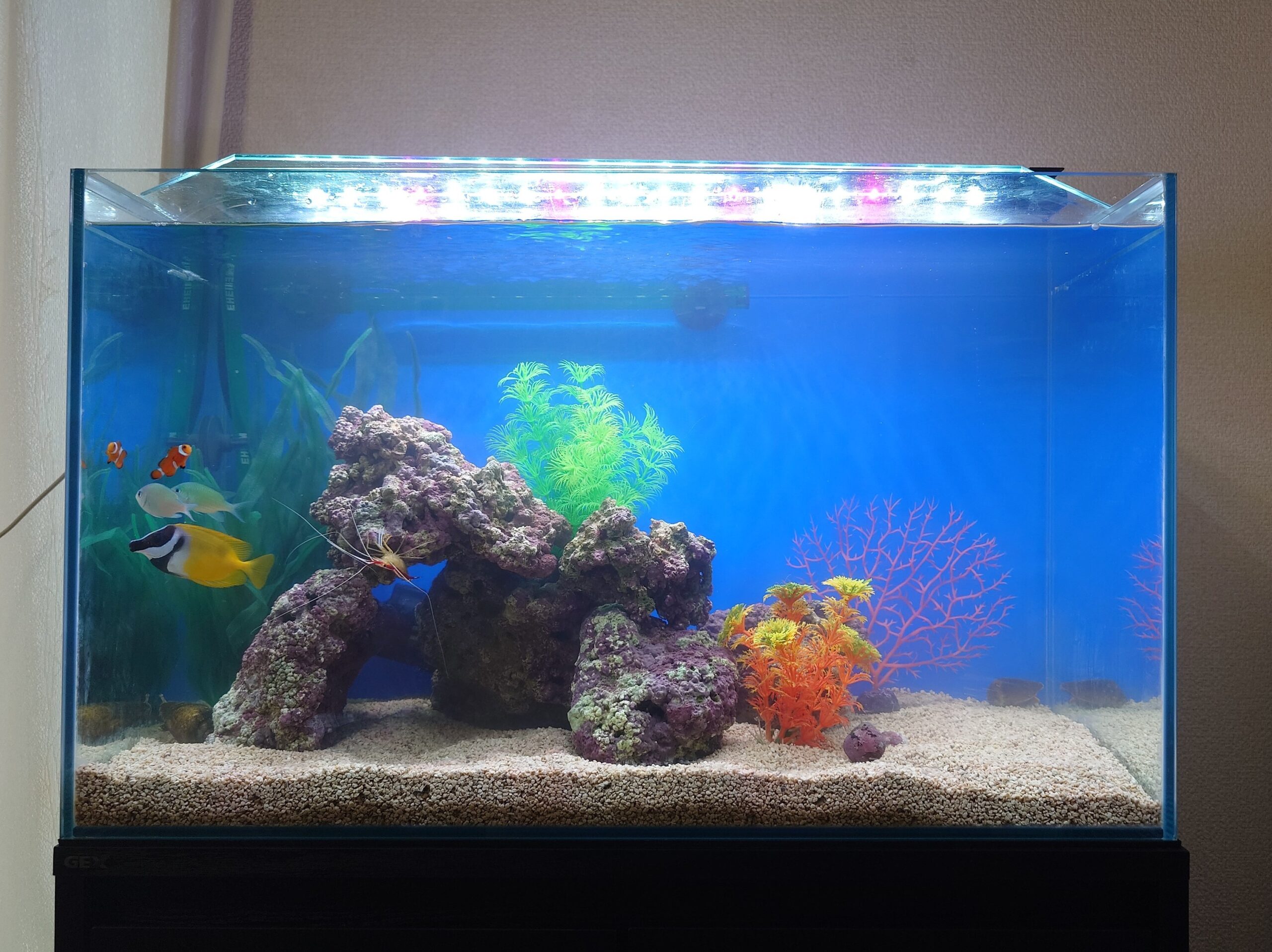 水槽屋アクアリウムわかばのアクアリウムレンタル