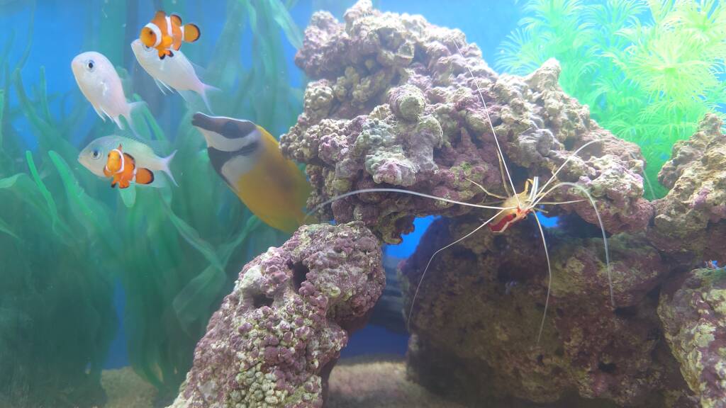 水槽屋アクアリウムわかばのアクアリウムレンタル