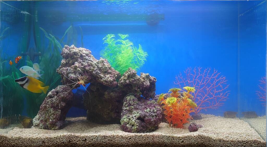 水槽屋アクアリウムわかばのアクアリウムレンタル