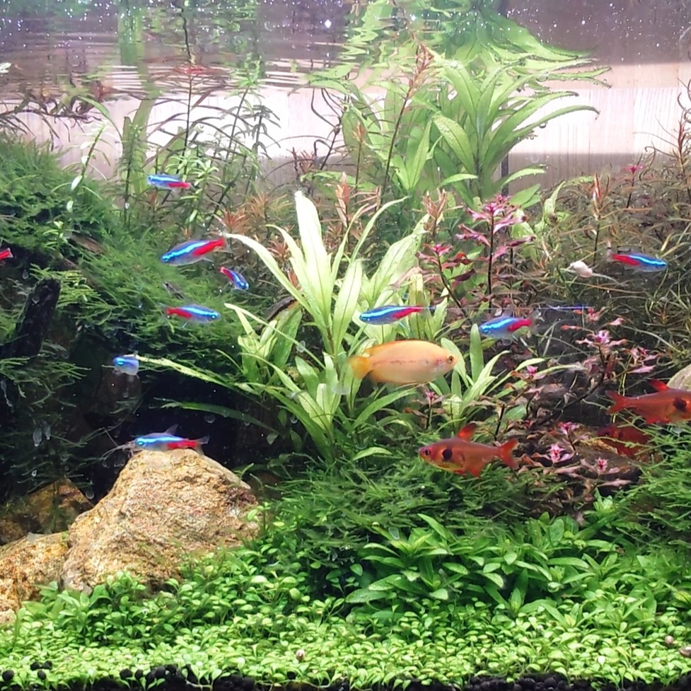 水槽屋アクアリウムわかばのアクアリウムレンタル