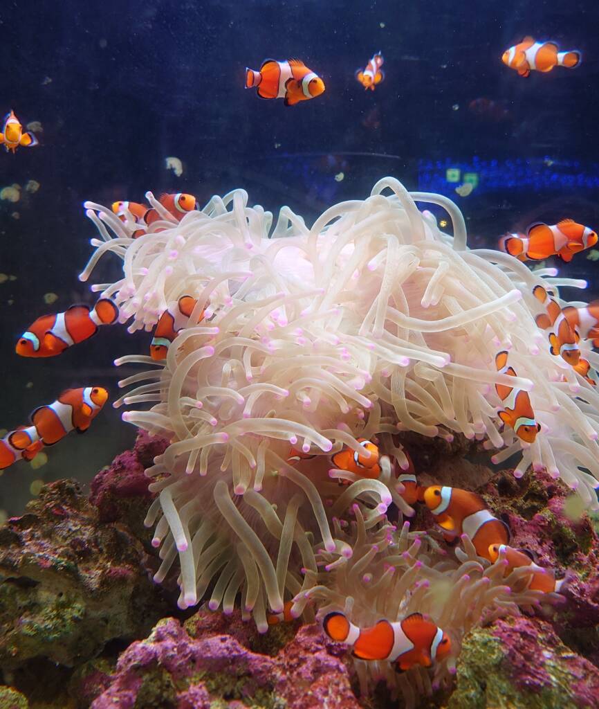 カクレクマノミたちアクアリウム