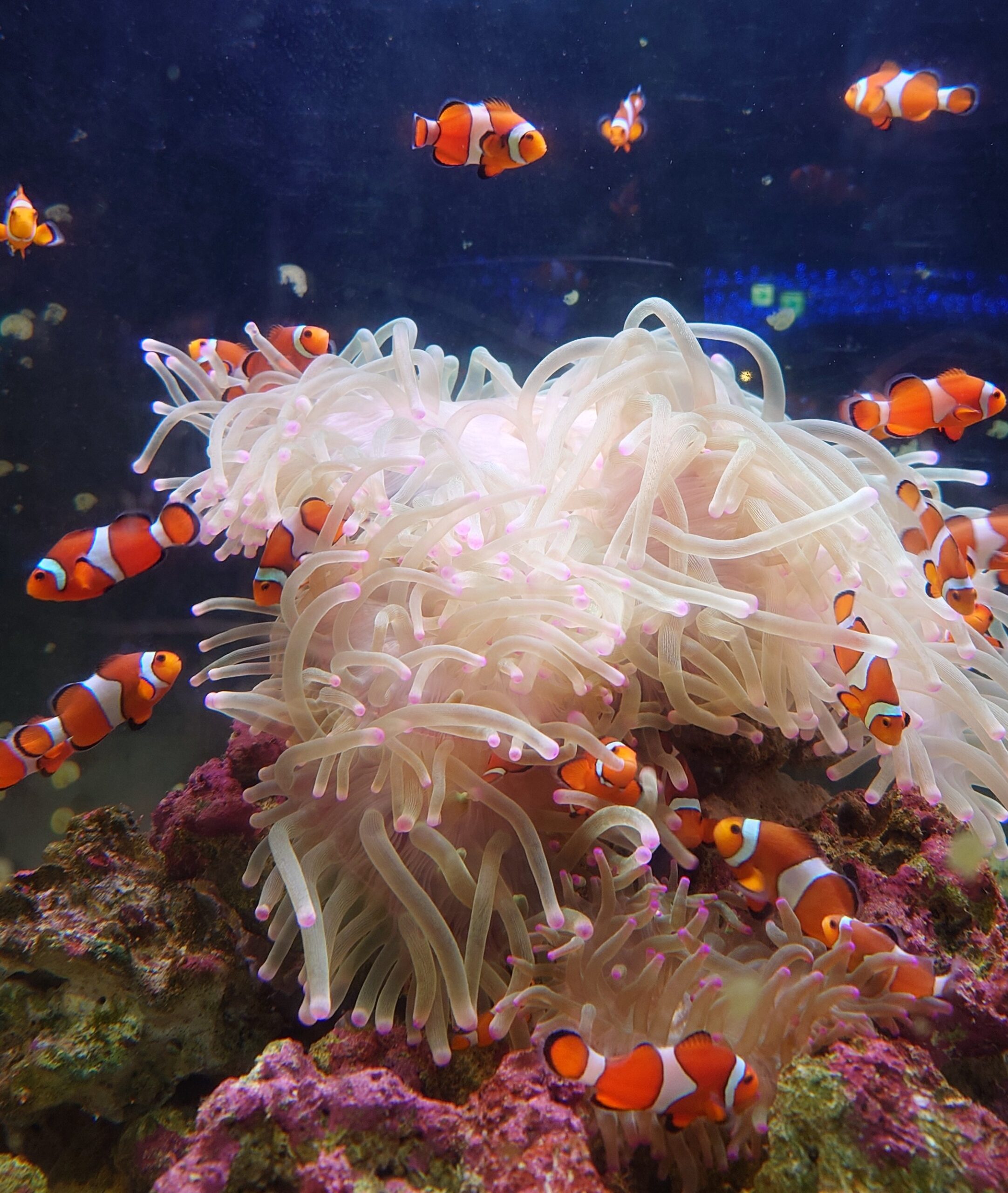 カクレクマノミたちアクアリウム