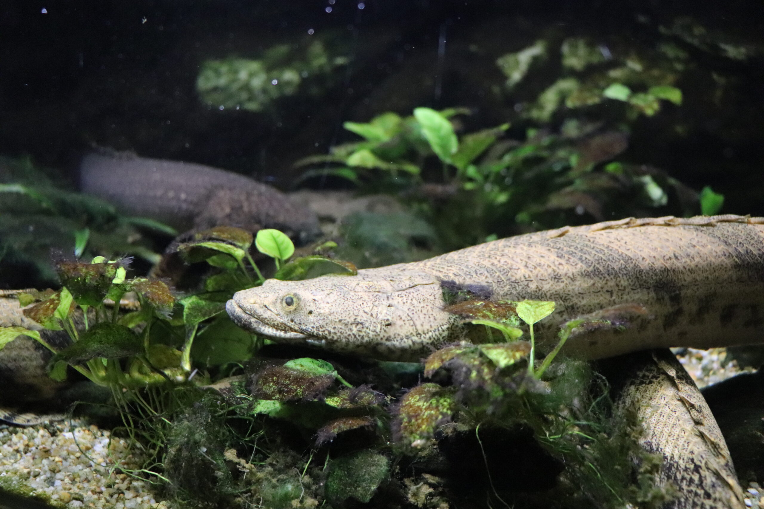 大型肉食魚・古代魚