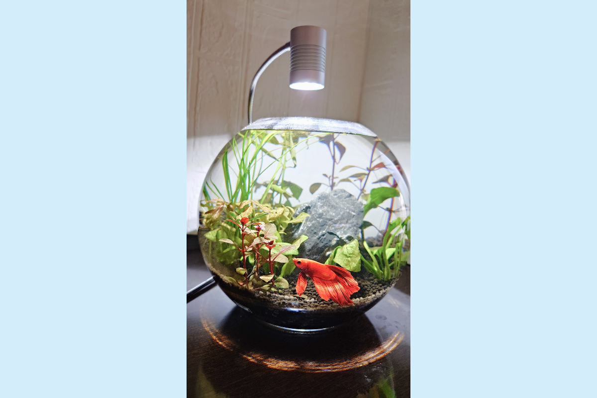 水槽屋アクアリウムわかばのアクアリウムレンタル