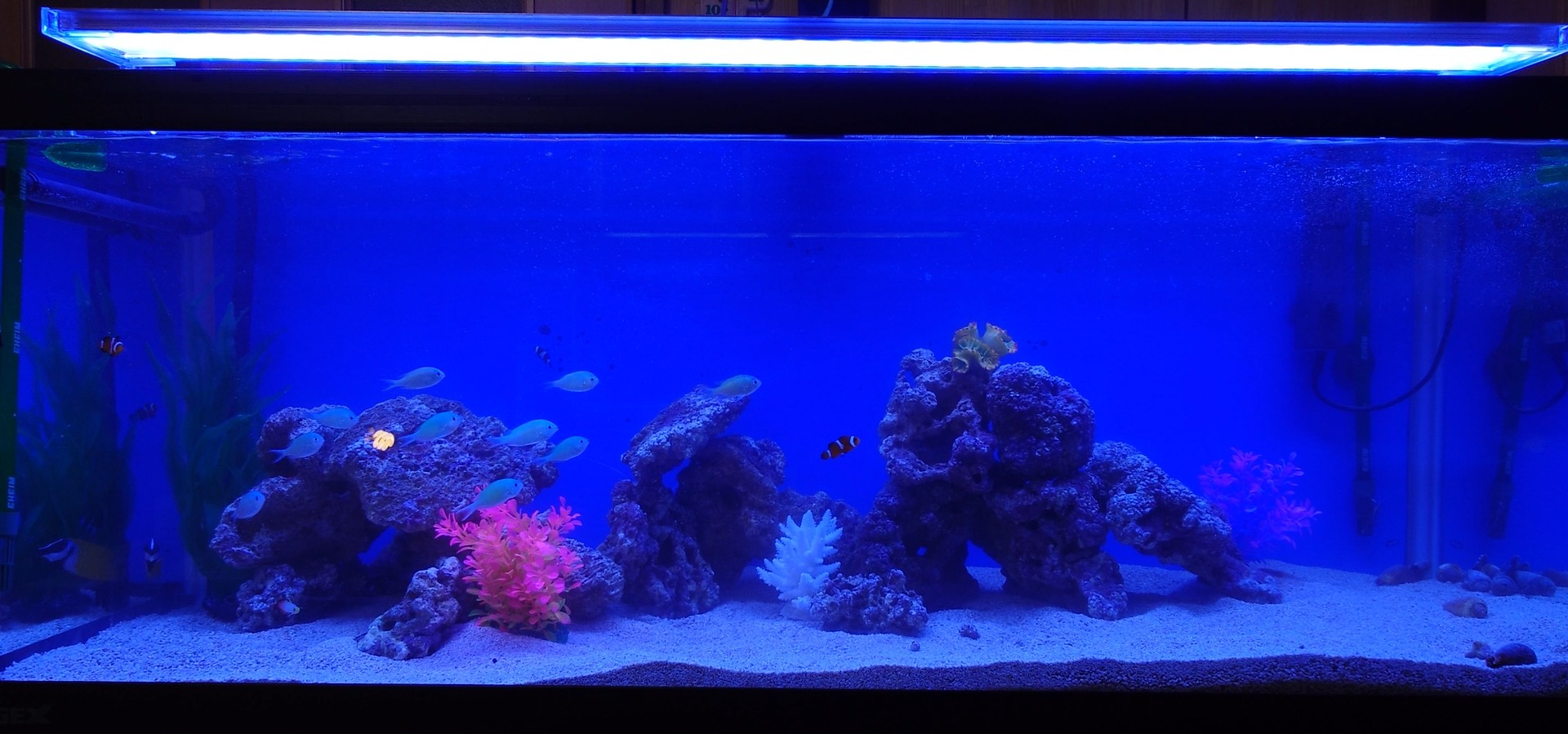 水槽屋アクアリウムわかばのアクアリウムレンタル