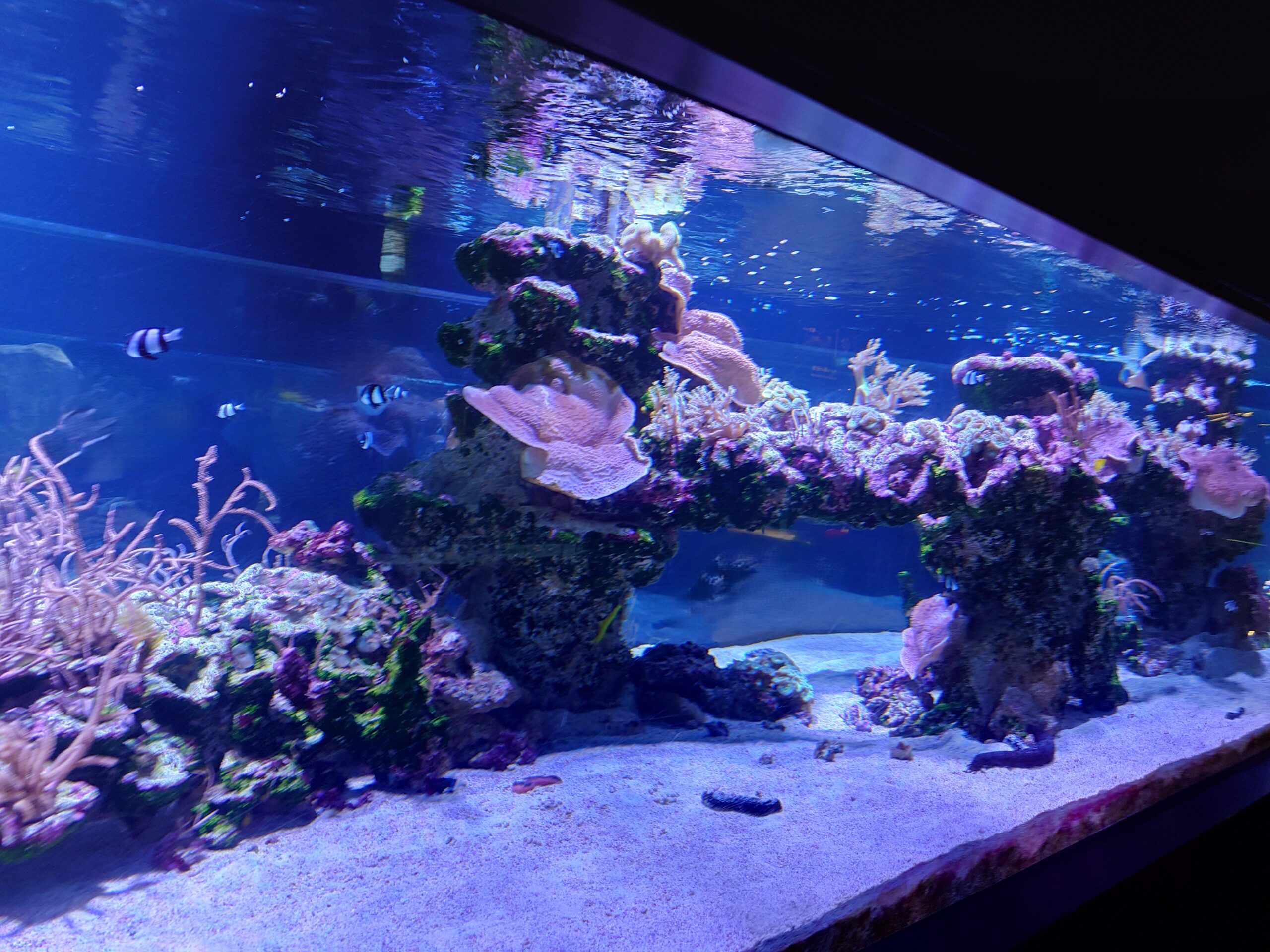 水槽屋アクアリウムわかばのアクアリウムレンタル