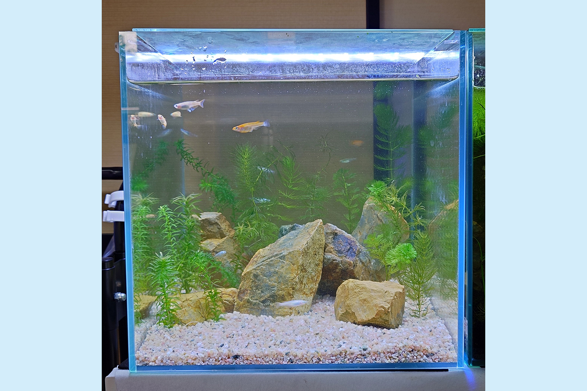 水槽屋アクアリウムわかばのアクアリウムレンタル