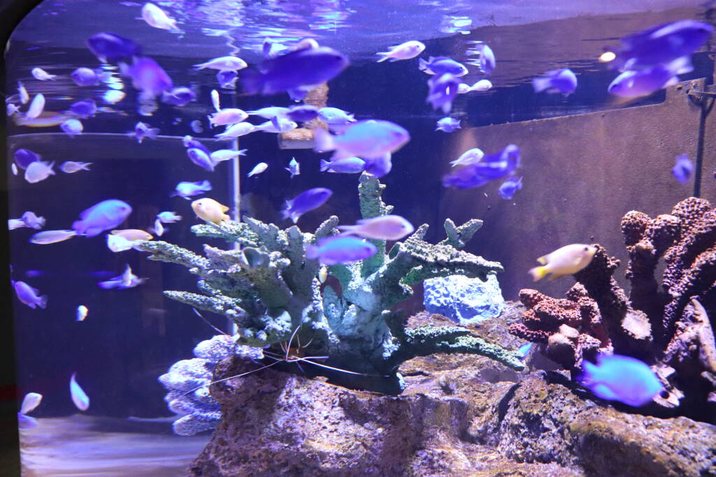 水槽屋アクアリウムわかばのアクアリウムレンタル