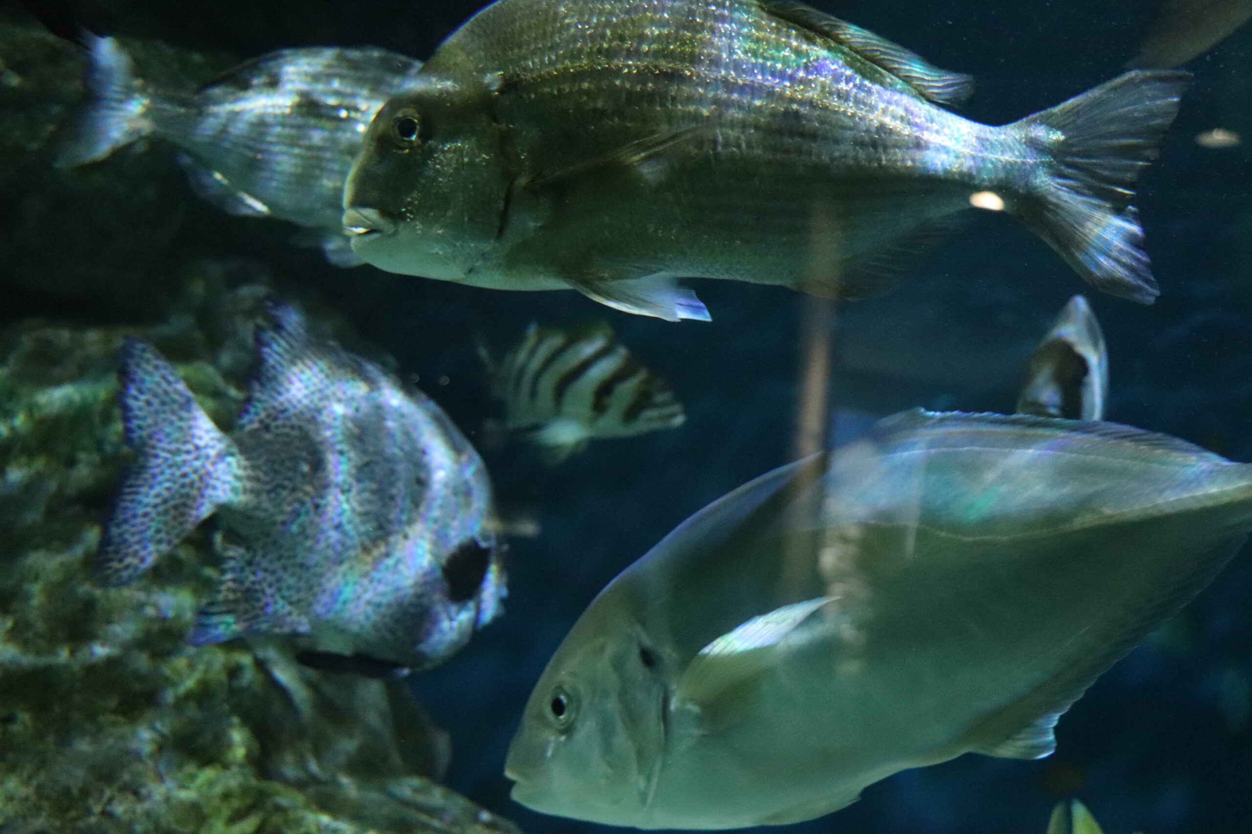 生簀（いけす）水槽