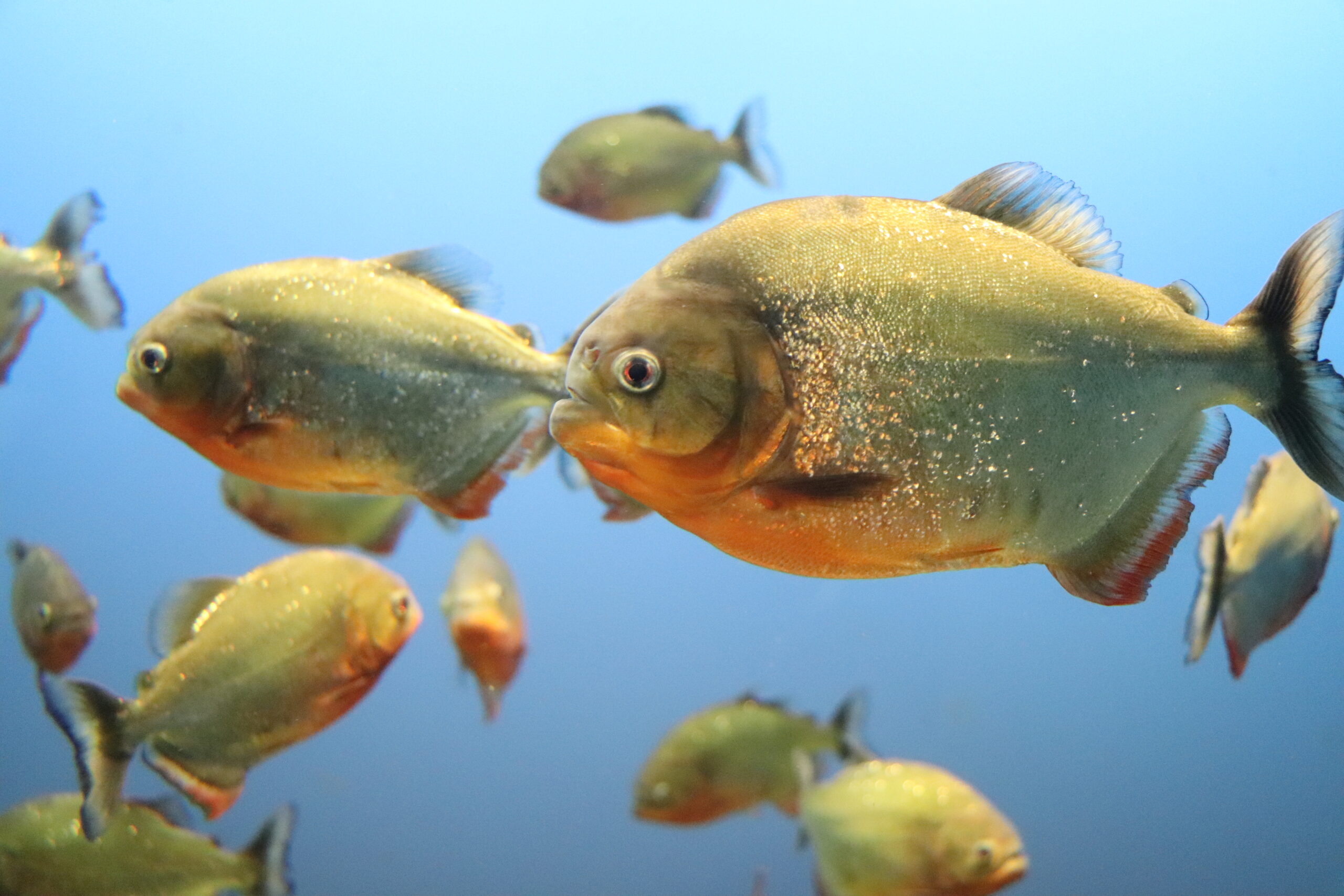 大型・肉食魚水槽