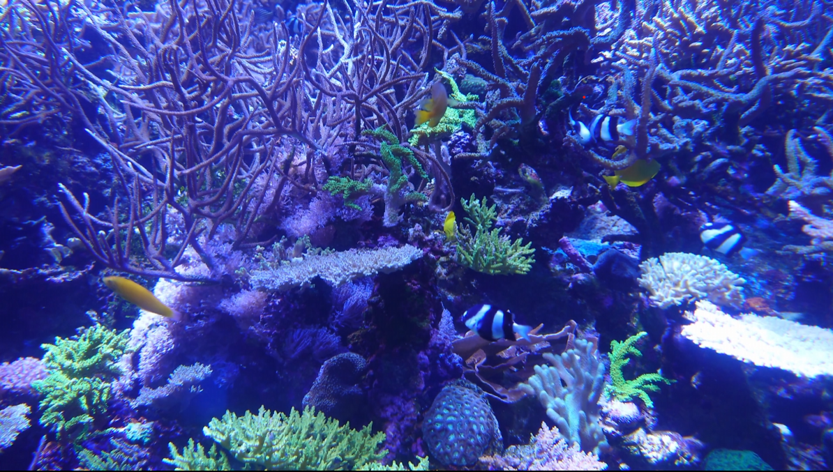 水槽屋アクアリウムわかばのアクアリウムレンタル