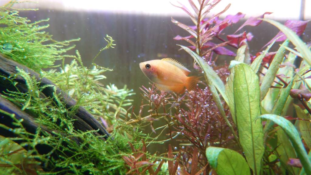 水槽屋アクアリウムわかばのアクアリウムレンタル淡水