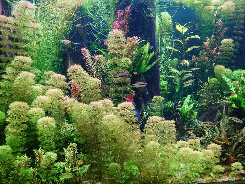 水槽屋アクアリウムわかばのアクアリウムレンタル淡水