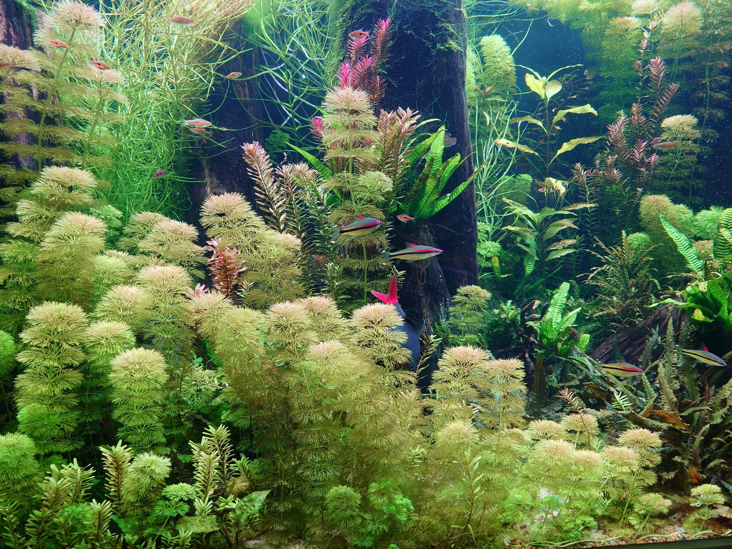 水槽屋アクアリウムわかばのアクアリウムレンタル淡水