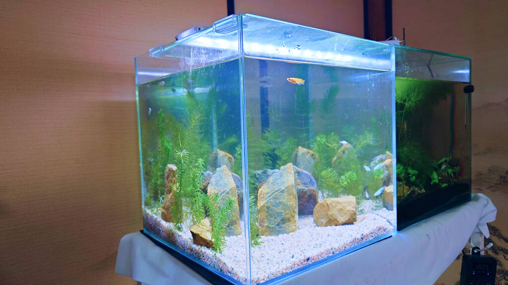 水槽屋アクアリウムわかばのアクアリウムレンタル