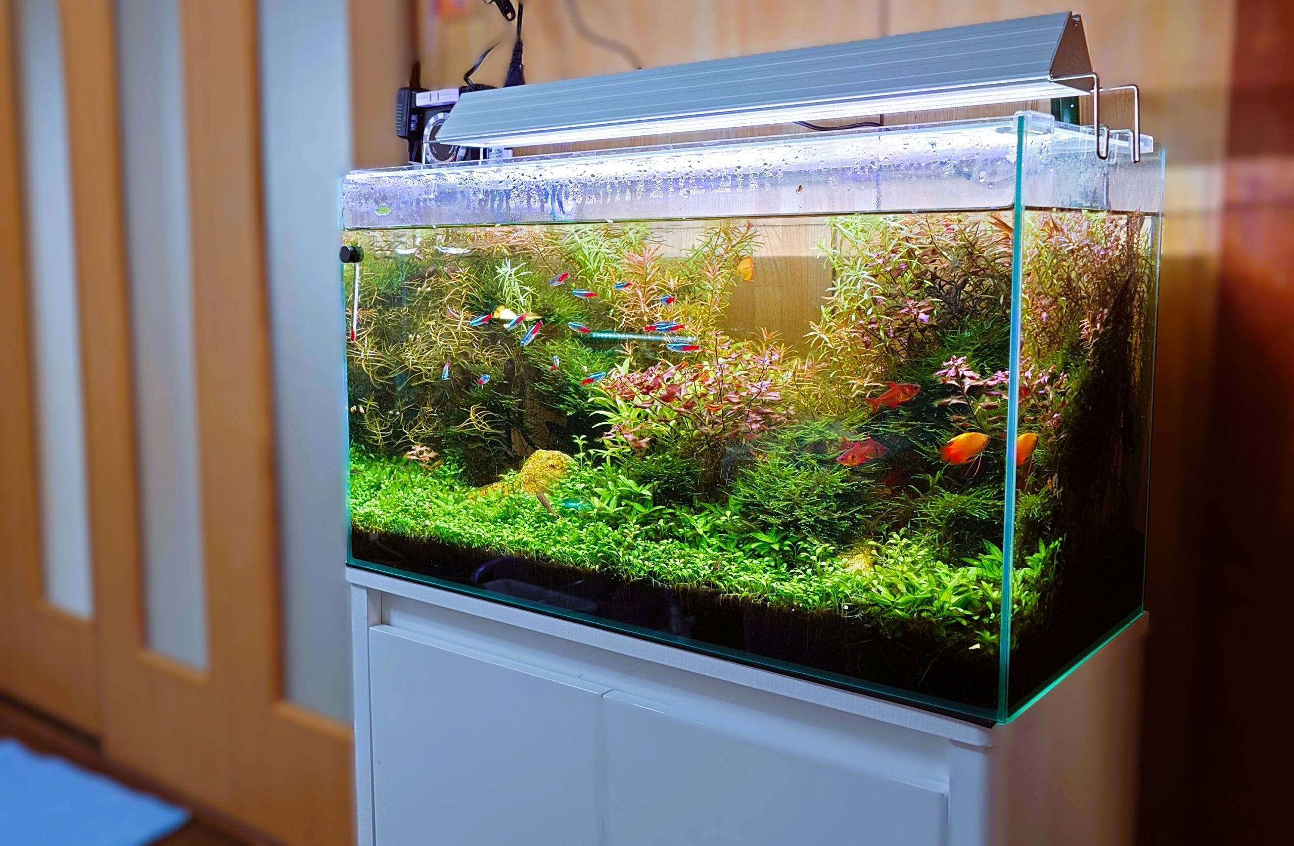 水槽屋アクアリウムわかばのアクアリウムレンタル