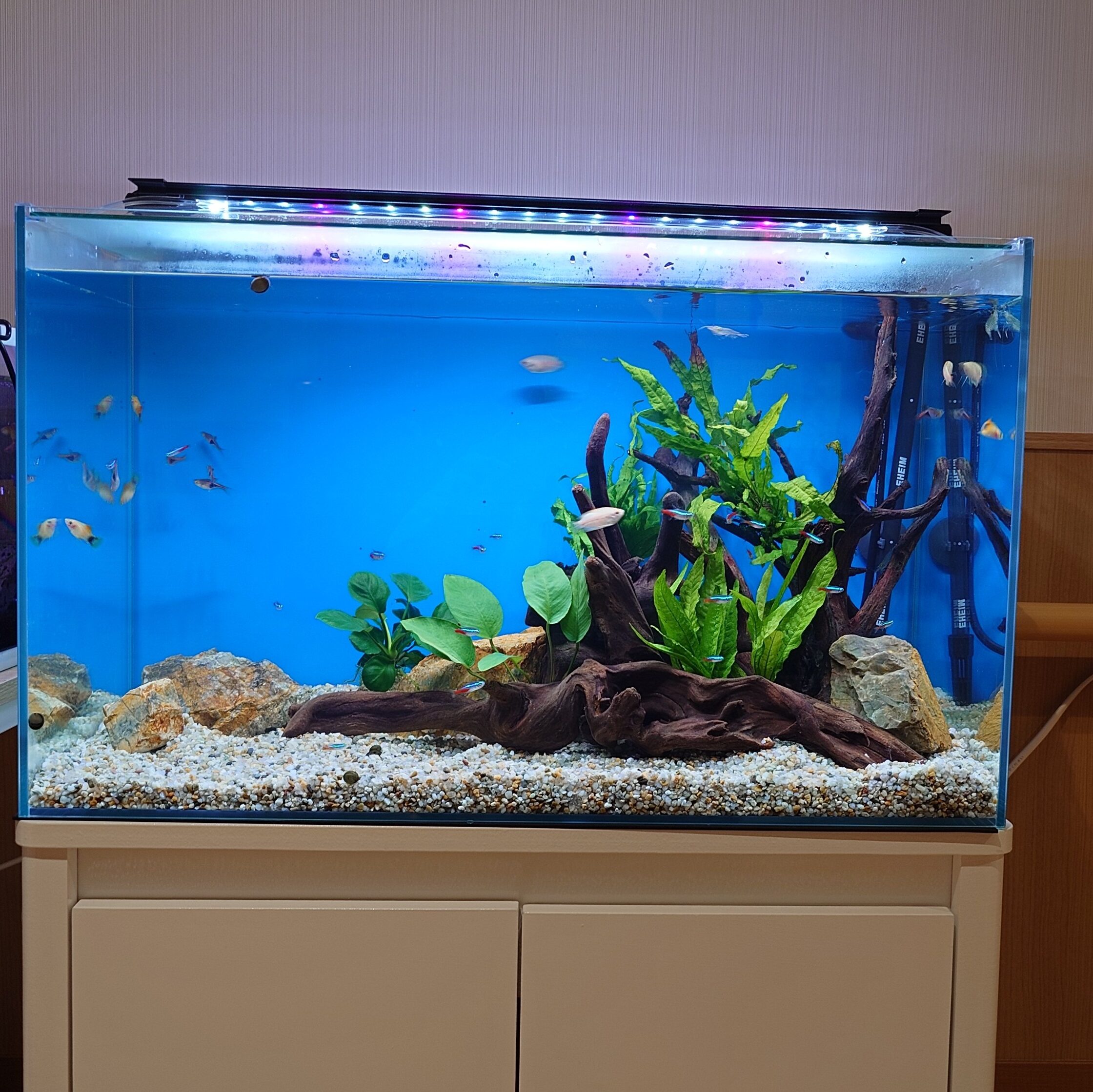 水槽屋アクアリウムわかばのアクアリウムレンタル