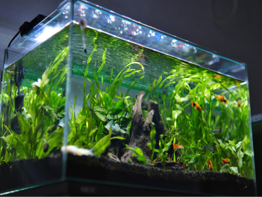 インテリアでオシャレなアクアリウムレンタル